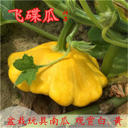 济南飞碟瓜南瓜种子黄飞碟瓜种子可观赏玩具南瓜种孑高产白飞碟南瓜籽