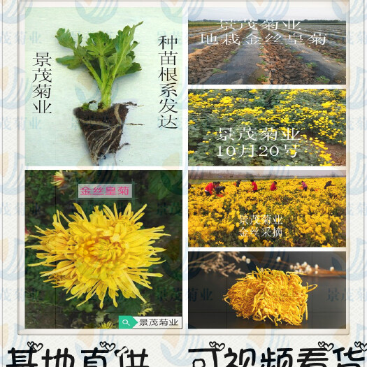 尉氏县金丝皇菊苗