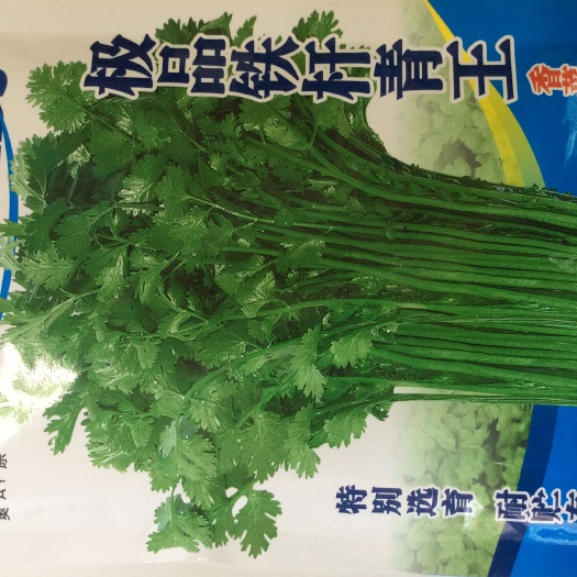 安丘市 铁杆青王香菜种子高产铁杆青香菜庭院大田基地专用香菜籽