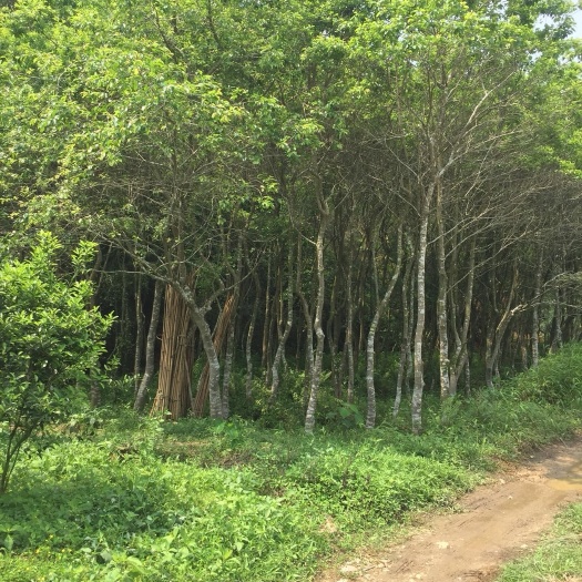 龙门县 绿化树铁冬青 白银香