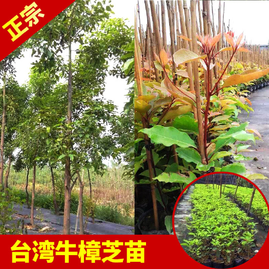 永春县 牛樟苗品质优良品种正宗基地直销常年大量供应提供牛樟芝菌种