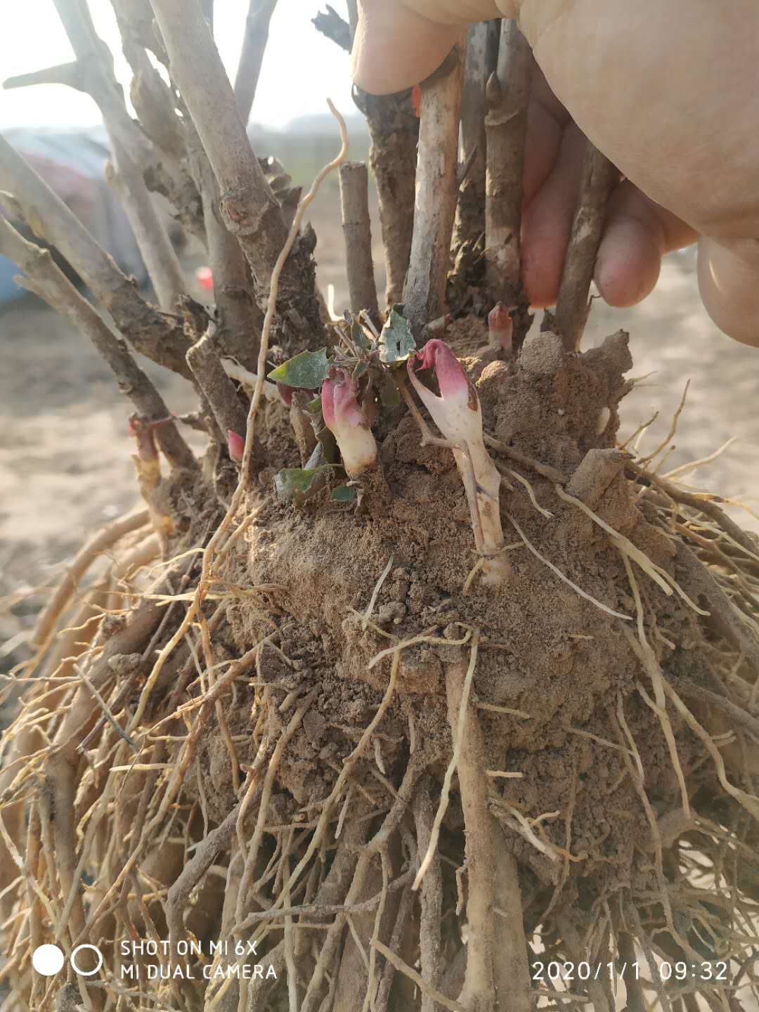  精品白牡丹观赏牡丹种植户农家基地牡丹芍药花木培育当年成活