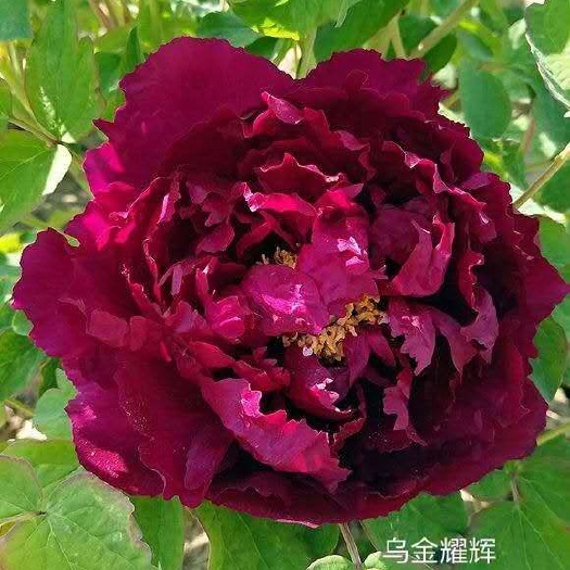 郓城县 菏泽多分枝室内外观赏牡丹当年开花低价出售