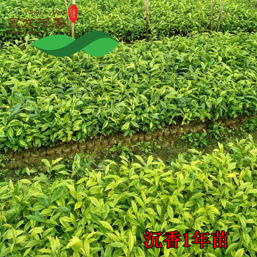 永春县福建省永发沉香公司沉香树品名贵树种种植白木香品种奇楠苗木