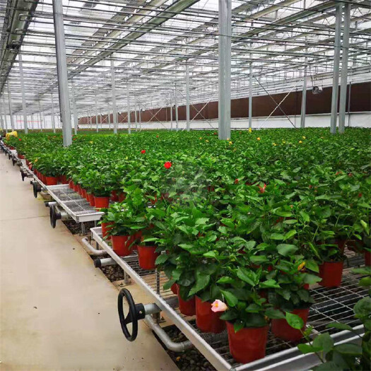 安平县种植大棚 低价出售半自动式苗床 温室移动育苗床厂家