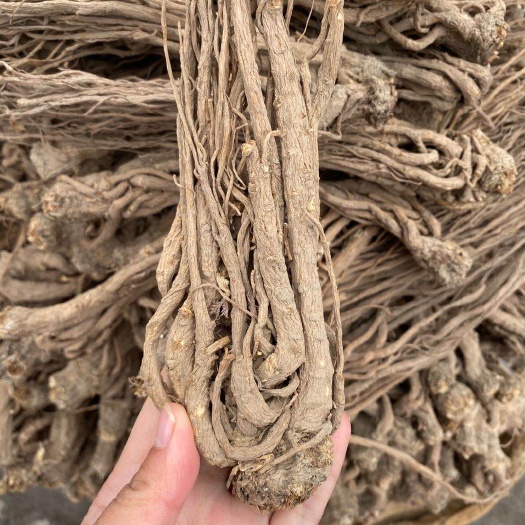 岷县岷当归  岷归甘肃岷归道地药材无硫当归新货24小