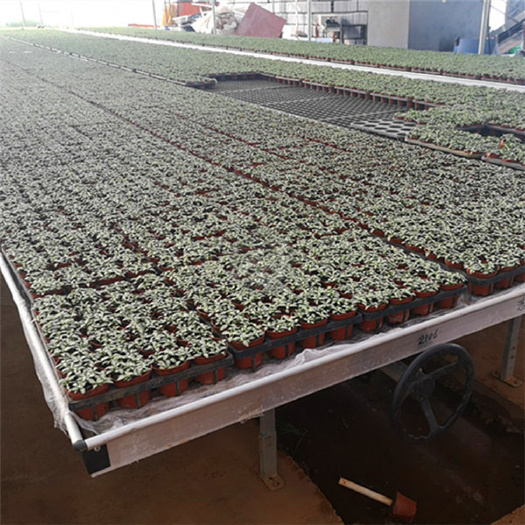安平县种植大棚 苗床网-温室育苗床批发-移动苗床厂家行情