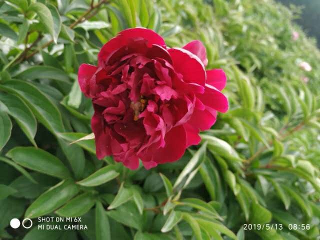 郓城县 芍药花苗四季易种带花苞 芍药根块带芽 室内外盆栽庭院花卉