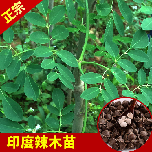 永春县 印度辣木苗品种正宗苗源充足带土带叶发货品质保证量大从优放心购