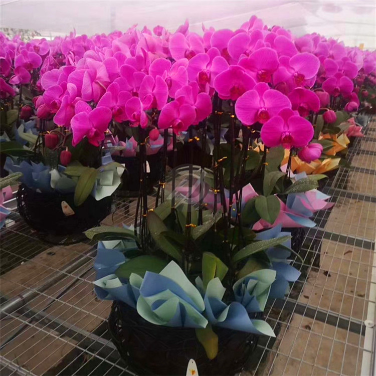 种植大棚 优质苗床网花卉移动苗床在现代农业中的应用