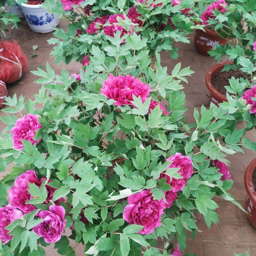 郓城县 菏泽牡丹花苗洛阳牡丹花盆栽花卉室内五年大苗庭院真品