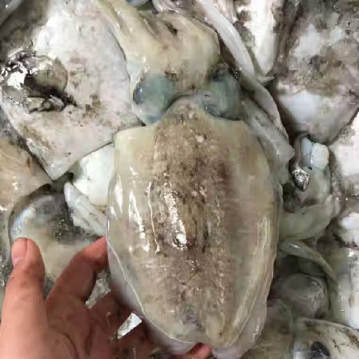 石狮市冷冻墨鱼 墨鱼