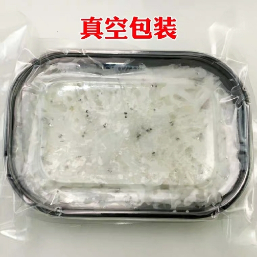 石狮市 小银鱼