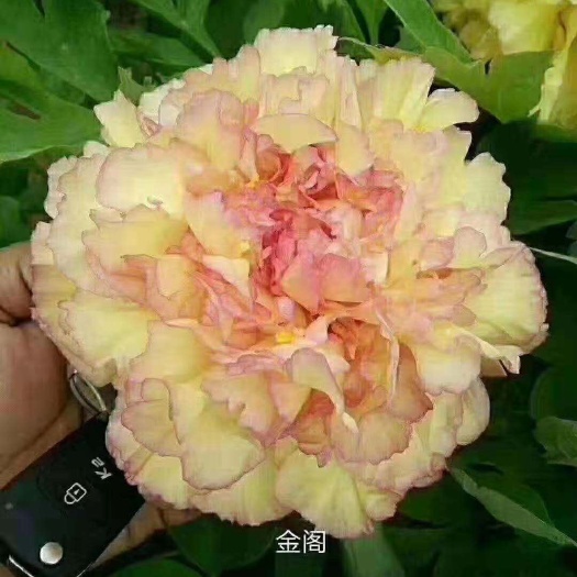 郓城县 观赏牡丹花品种齐全保质量保品种根系健全颜色多样