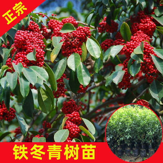 永春县 铁冬青苗万紫千红园林绿化树种优质树苗品种正宗基地直销欢迎选购