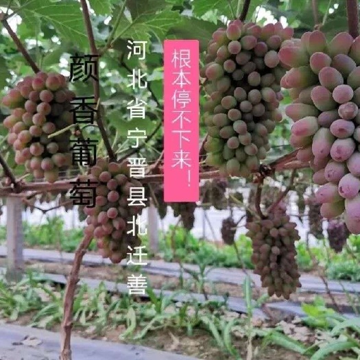 宁晋县河北大棚茉莉香葡萄，自然成熟，口感香甜