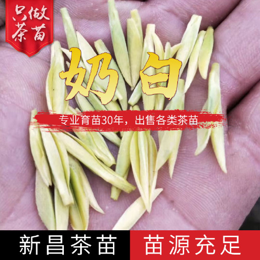 新昌县奶白茶树苗 奶白茶苗极白茶安吉奶白茶早奶白茶苗基地批发