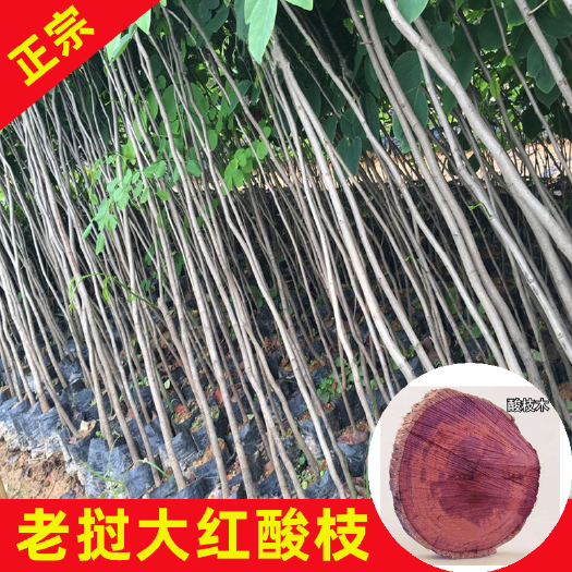 永春县交趾黄檀苗 老挝大红酸枝树苗交趾黄檀品种保证基地直发苗木粗壮精选优质好苗