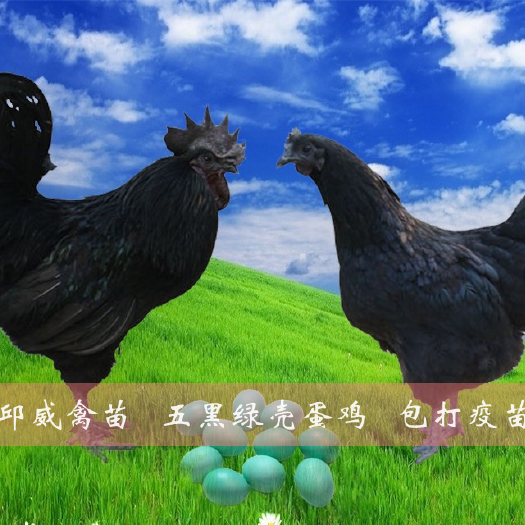 南宁五黑一绿鸡苗 绿壳蛋鸡苗 乌鸡苗 全国运输包损耗 包打疫苗