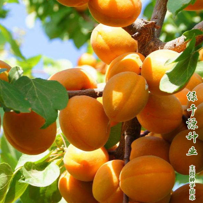 沭阳县毛红杏种子  杏子种子杏子新种子包邮