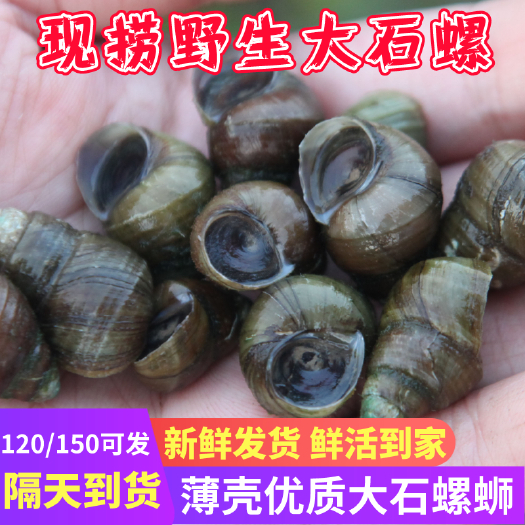 仙桃市 石螺 洪湖清水大石螺 薄壳淡水石螺1.5以上带炮头田螺螺蛳粉