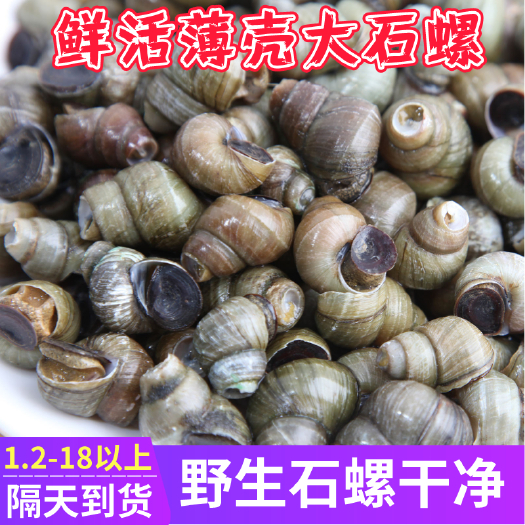 洪湖市 🌸石螺🌸清水薄壳大石螺🌸干净新鲜田螺 1.5以上带炮头