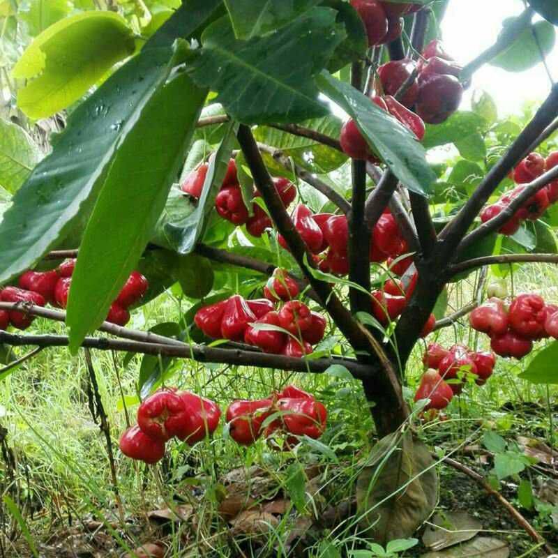  莲雾苗黑珍珠莲雾苗黑糖芭比莲雾苗正宗树苗带土带叶发货基地直销