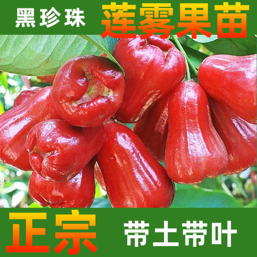 永春县 莲雾苗黑珍珠莲雾苗黑糖芭比莲雾苗正宗树苗带土带叶发货基地直销