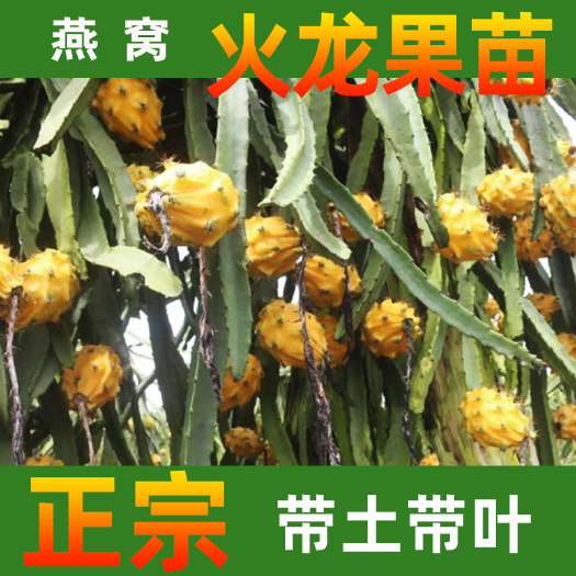 永春县 燕窝火龙果苗厄瓜多尔麒麟果嫁接扦插苗精选壮苗好种易活多次结果