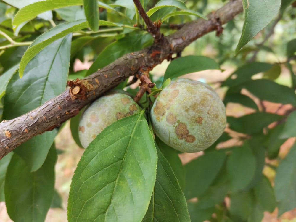 你好老师我想问一下李子树的果实最上面很多班点这是什么病害