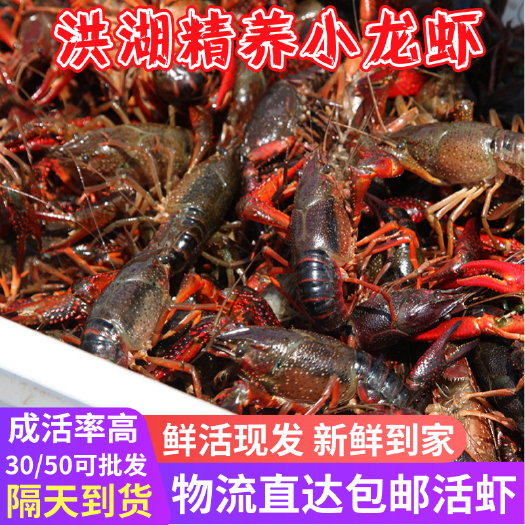 洪湖市 湖北洪湖小龙虾 中青大青炮青硬规格 重庆成都广州上海杭州深圳