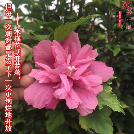 沭阳县红花重瓣木槿一年生量大江苏沭阳大量供应食用木槿包对版