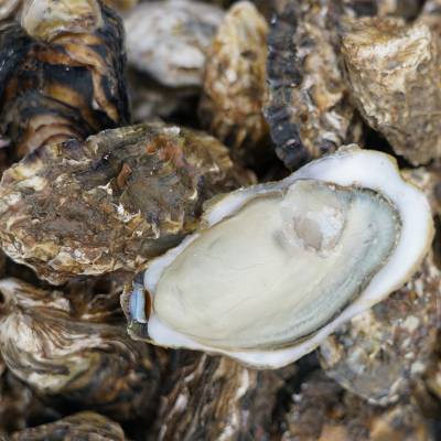 长沙乳山牡蛎  乳山生蚝批发，烧烤鲜活生蚝批发，养殖厂家直供产地发货