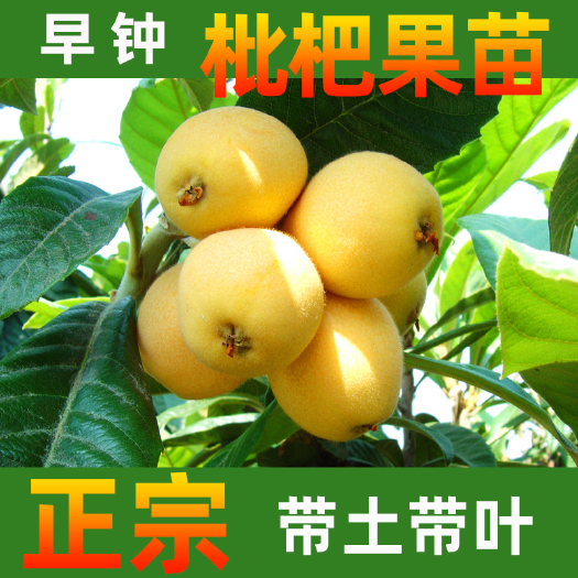 永春县早钟6号枇杷苗 枇杷果苗早钟六号枇杷苗良种嫁接结果快带土带叶发货专业品质保证