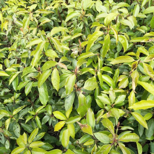 九江 1公分香樟价格