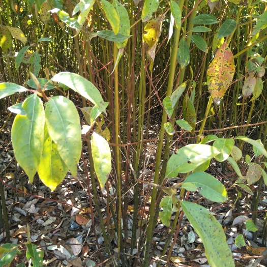 九江 一年生香樟小苗价格