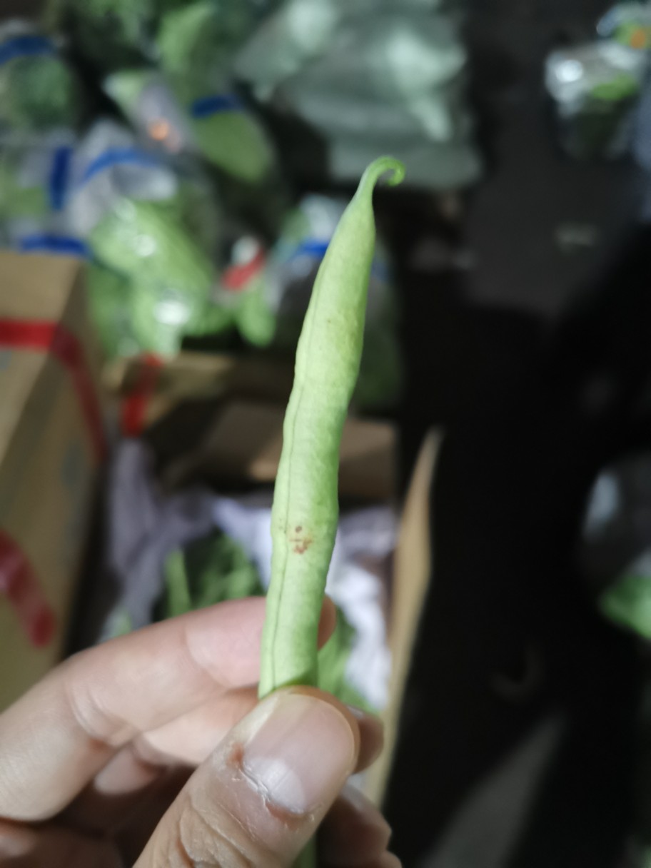 架豆王豆角上边的褐色斑点是细菌感染造成的还是磕碰产生的呢