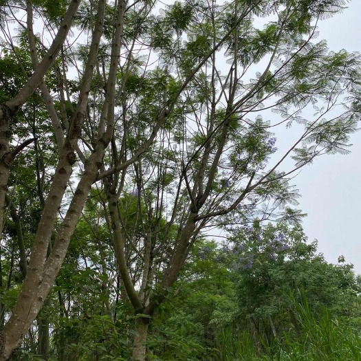 简阳市大量蓝花楹、木棉供应，成都本地货源