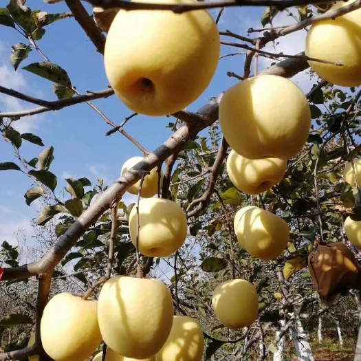 灵宝市冬日恋苹果树苗矮化苹果树苗