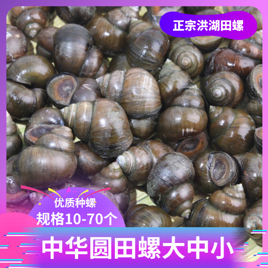 洪湖市 田螺 优质厚壳小田螺 大中小10-60个 精品圆田螺 种螺