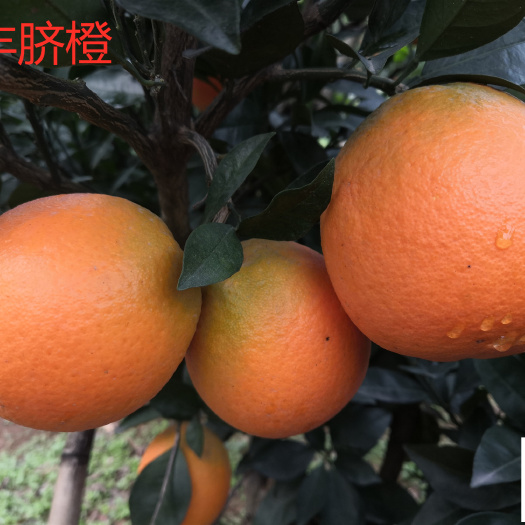 常德脐橙树苗  圆丰脐橙苗园丰脐橙1年苗 杯苗纯度品质保障签订合同顺丰包邮