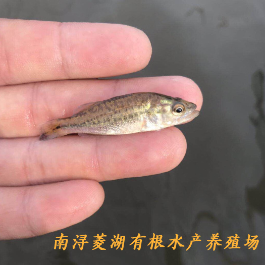 湖州 加洲鲈鱼苗 片子 现货 一斤70-100条的全部驯化