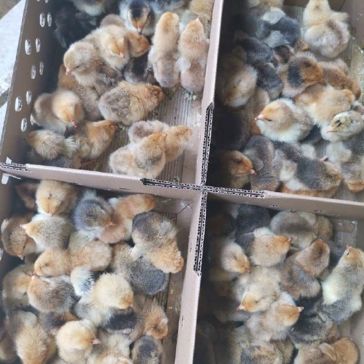 南宁 K9鸡苗 包做疫苗质量保证运输中损失包赔提供技术指导