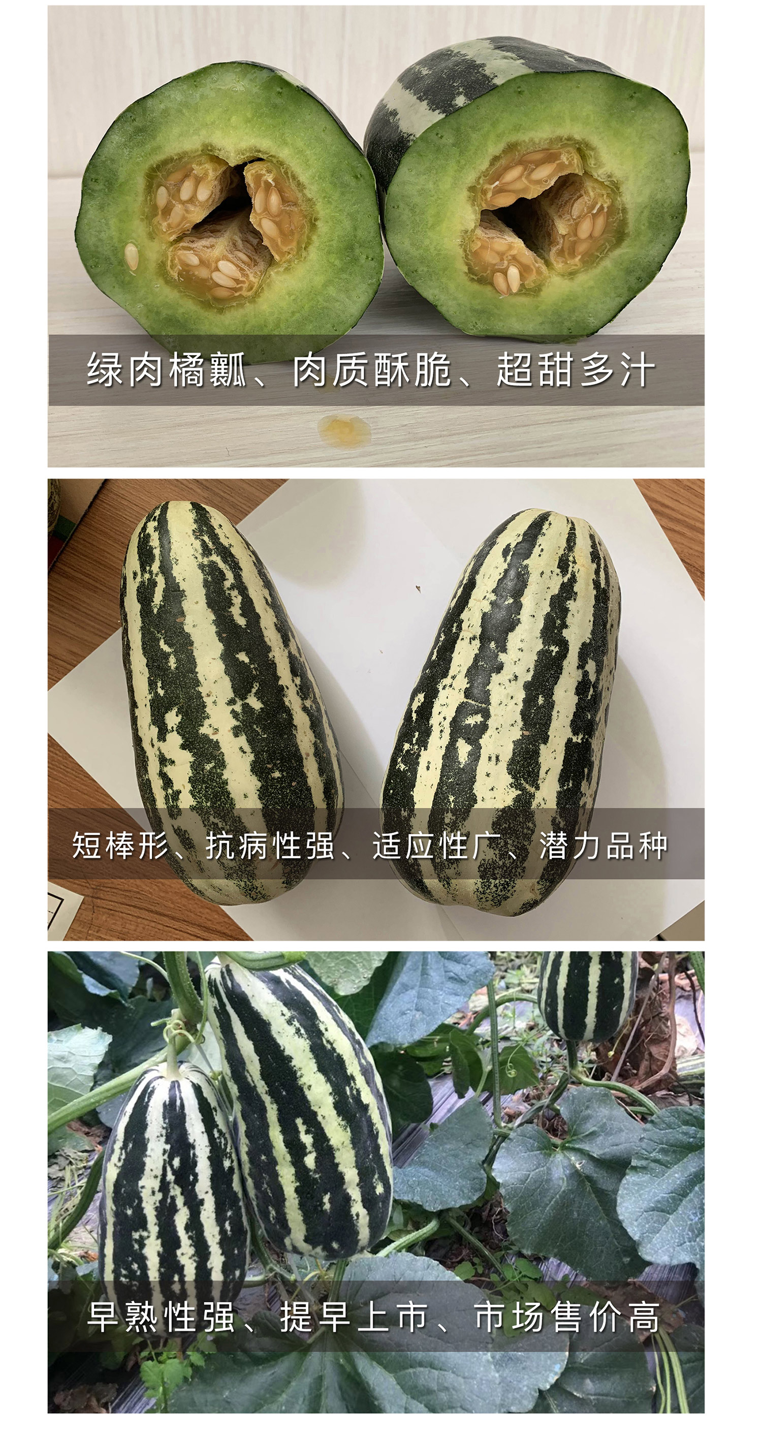  中科茂华瓜果种子中科90甜瓜种子花皮绿肉橘瓤超甜多汁酥脆爽