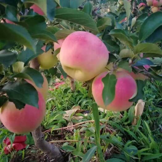 灵宝市水蜜桃苹果苗 矮化苹果树苗