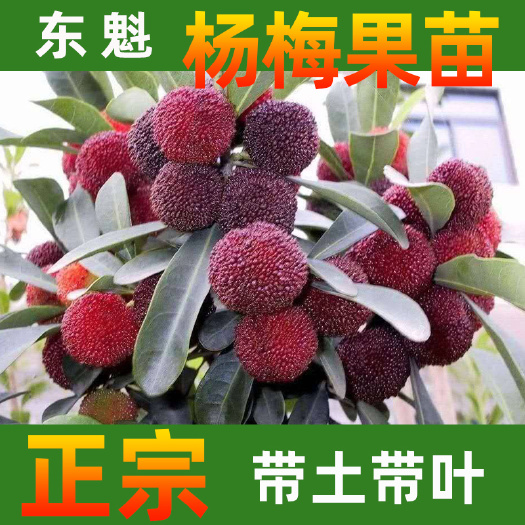 永春县 东魁杨梅树苗多规格可选杨梅嫁接苗基地直销带土带叶发货品种正宗