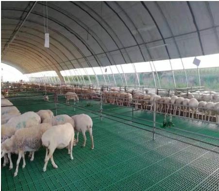 漏粪板 山东塑料羊床 易清洁塑料羊床 羊床漏粪地板价格