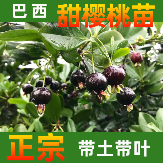 永春县 巴西甜樱桃苗长果黑玫瑰樱桃树苗正宗基地直供品质保证量大优惠