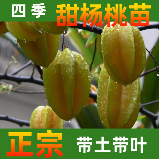 永春县马来西亚甜杨桃苗 马来西亚四季甜杨桃苗嫁接苗可盆栽地栽品种正宗精选壮苗当年结果