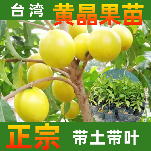 永春县黄晶果苗 黄晶果树苗多种规格可选带土带叶发货品种正宗对版大小树苗包邮